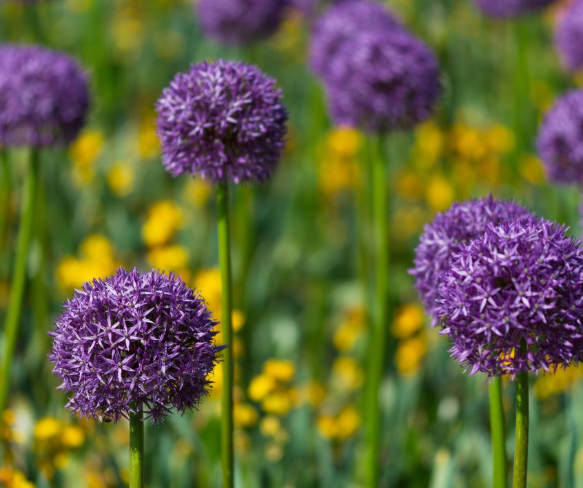 Purple Ornamental Onion Flowers rising above yellow flowers in a garden.