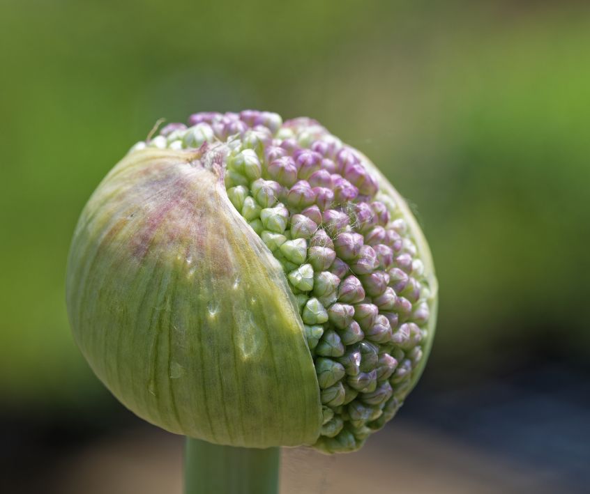 Ornamental onion flower buds about to open.