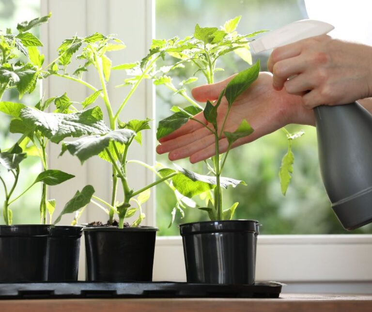 A person spraying tomato and pepper seedlings near a window.