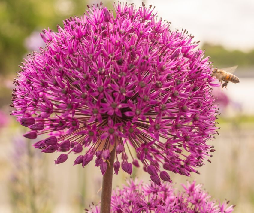 Magenta pink ornamental onion flower with a honey bee approaching to feed.