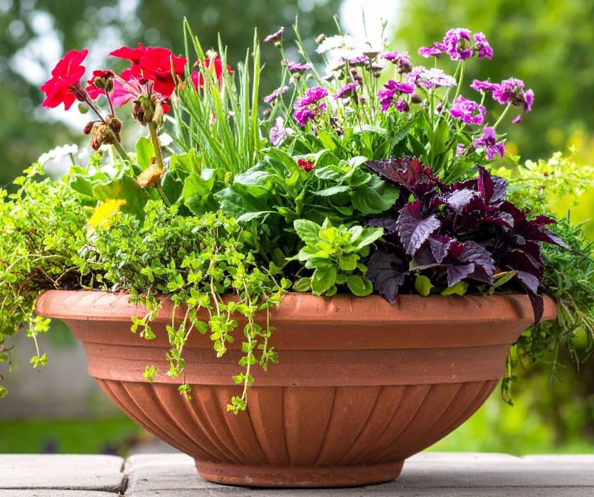 Potted flowers and herbs growing in a terracotta container.