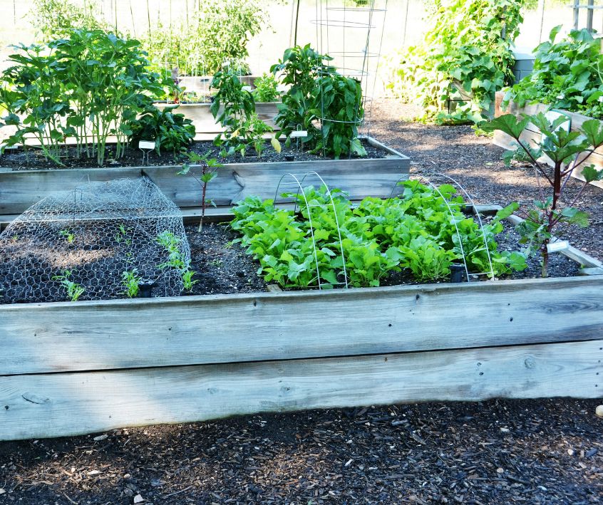 Wooden raised garden beds filled with vegetable plants.