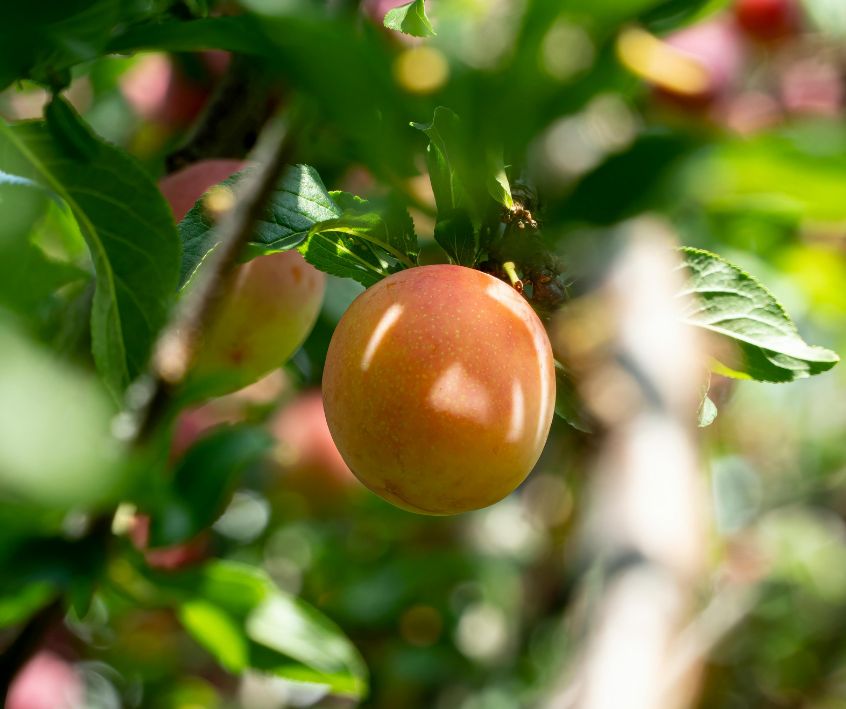 Yellow ripening fruit on a young fruit tree.
