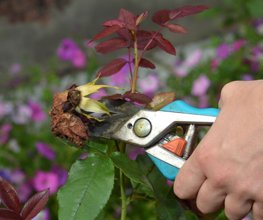 Rose care and rose deadheading in summer. A woman is deadheading, cutting off faded pink rose flowers for new blooms using sharp pruning shears.
