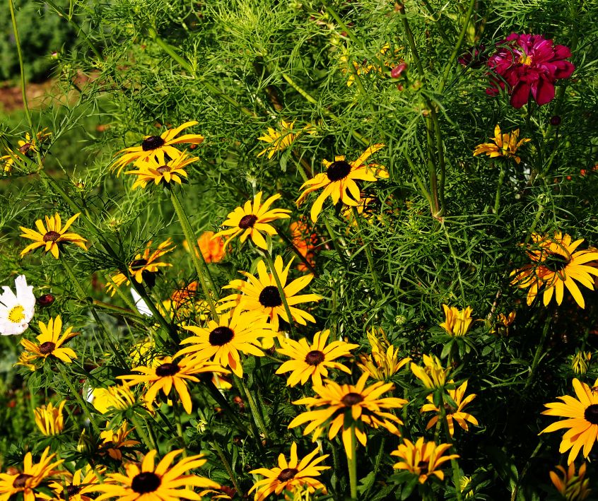 Yellow Rudbeckia fulgida flowering in a mixed garden bed.