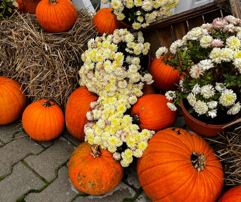 A patio decorated with orange pumpkins, mums and a haybale for Fall.
