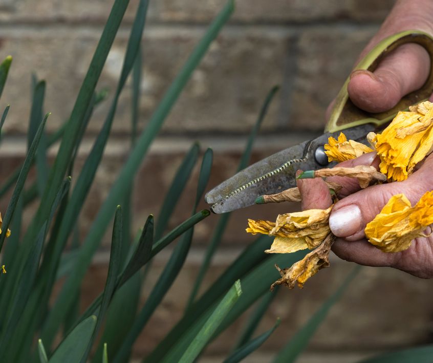 A Senior Woman Deadheading Yellow Daffodil Flowers with Scissors.