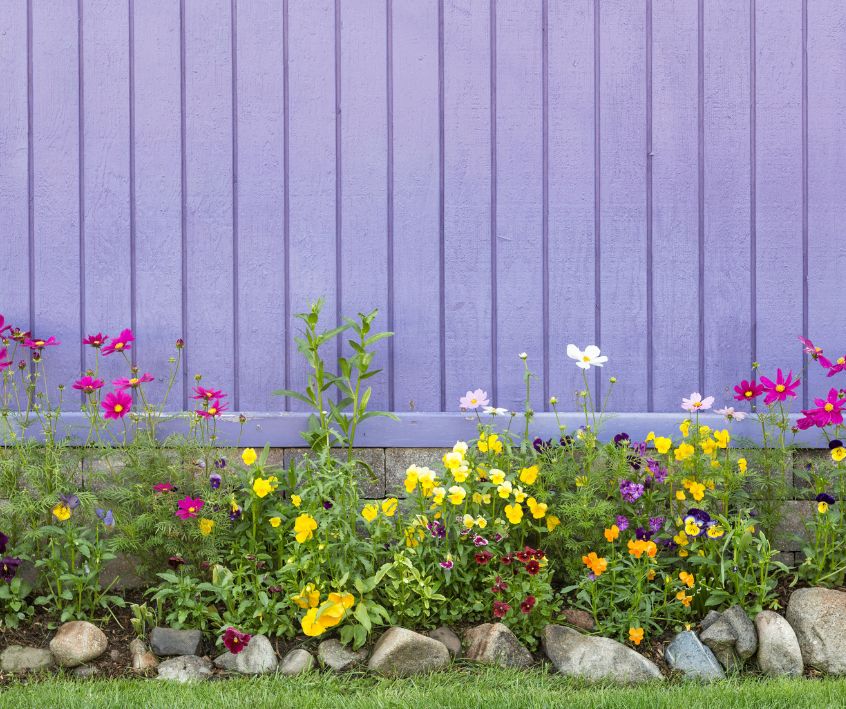 A mix of brightly colored annual flowers growing along a purple fence line edged with river rocks.