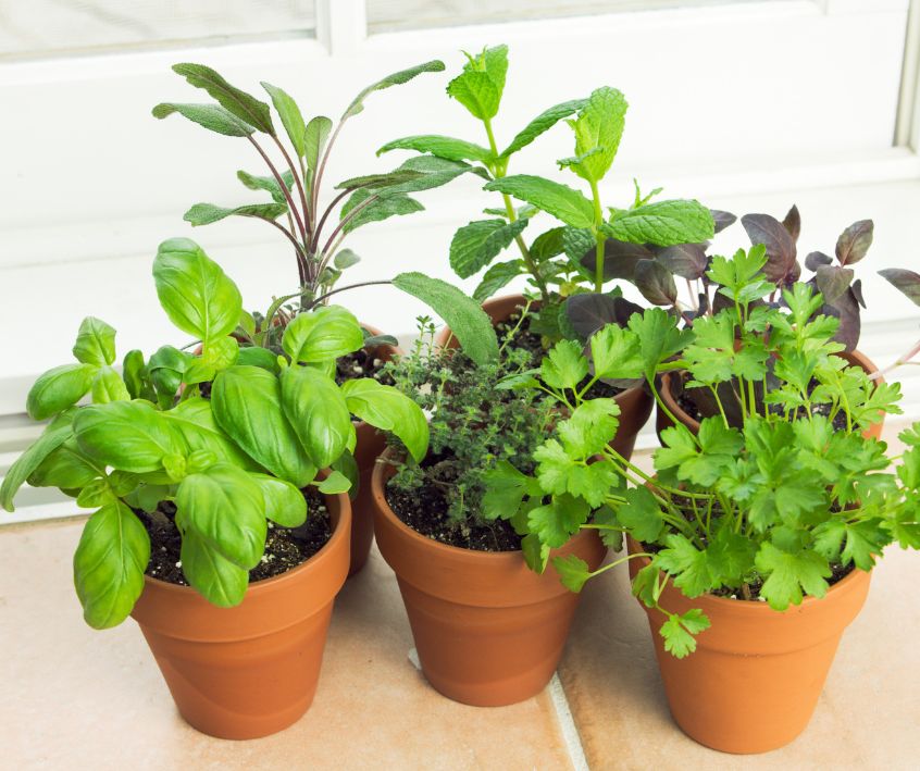A small terracotta pot indoor herb garden on tile flooor.