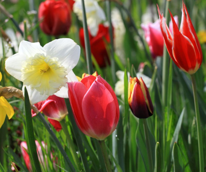 Spring flowers and bulbs tulips and daffodils,