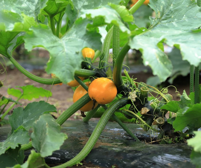 Summer squash plants setting yellow fruit.