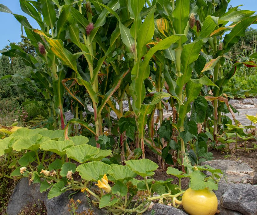 Planting corn, squash and beans together in a backyard garden.