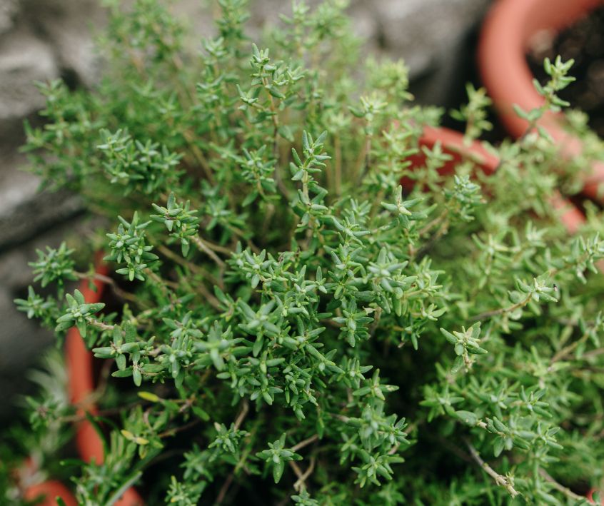 Green thyme plant growing in a container garden.