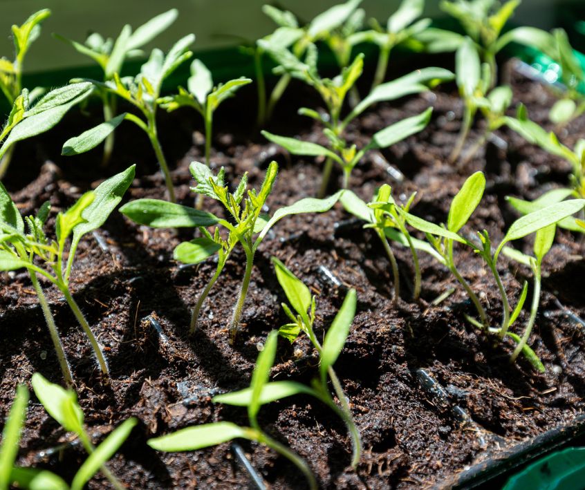 Tiny tomato seedlings in a growing tray.