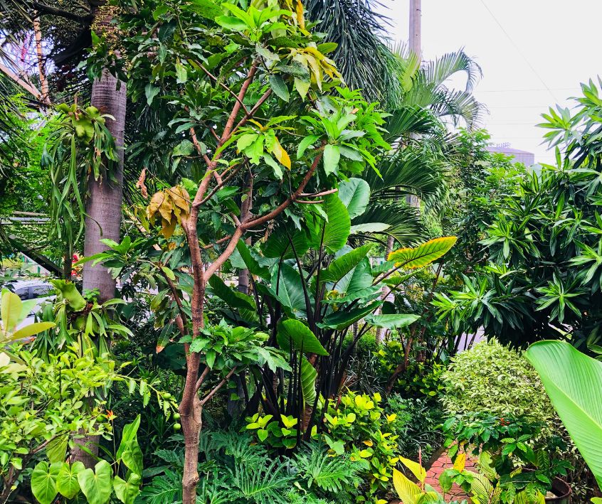 A lush food forest filled with edible tropical plants like bananas and ginger.