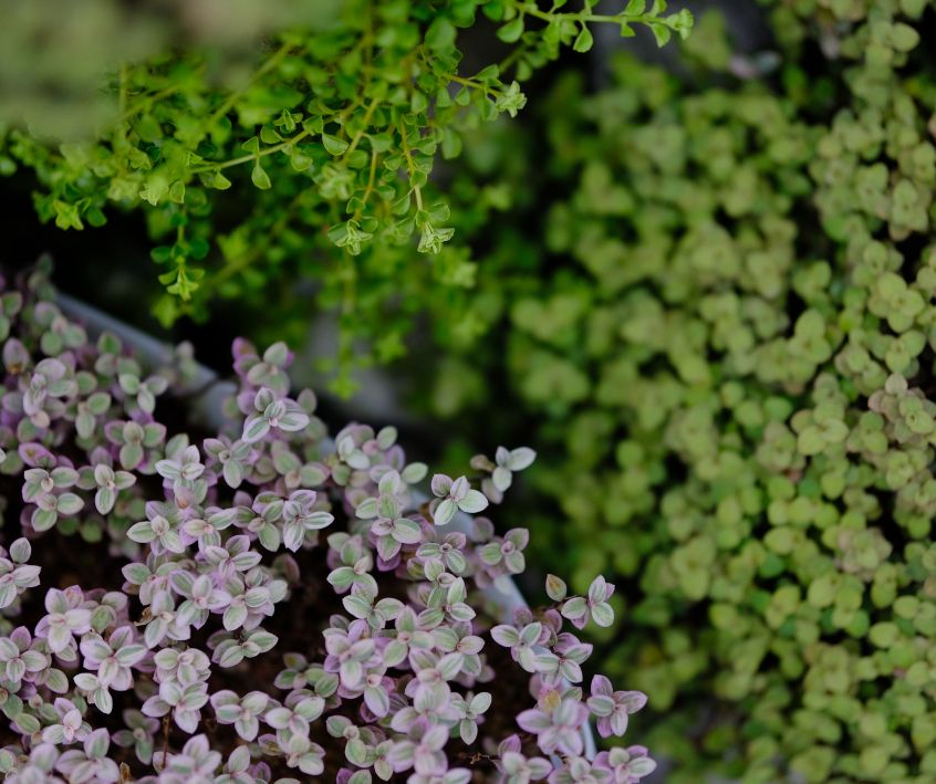 Variegated creeping thyme next to a bright green thyme plant.