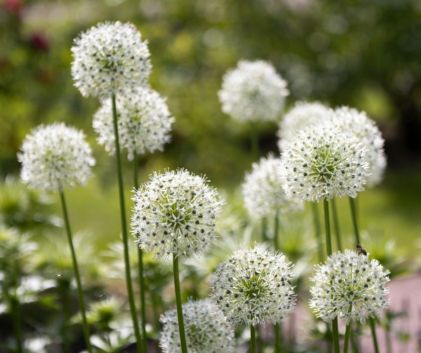 A patch of white Allium flowers in a small backyard garden.