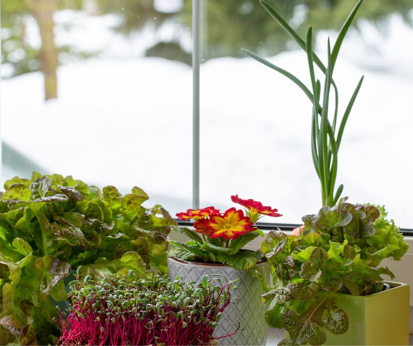 Indoor garden of microgreens, herbs and flowers on a winter day.