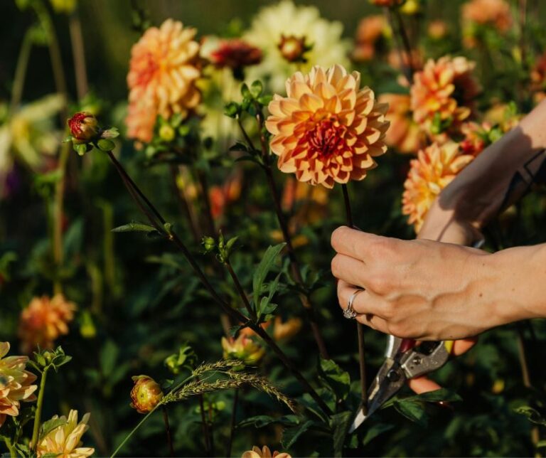 A Woman Cutting Yellow and Orange Dahlia Flowers in Garden.