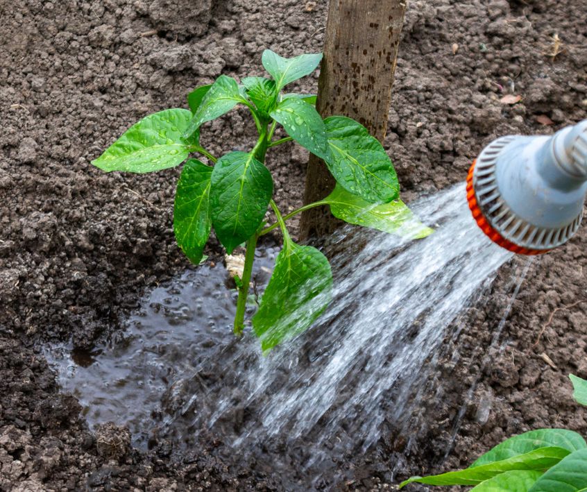 A young green pepper plant receiving a soil drench shortly after transplanting.
