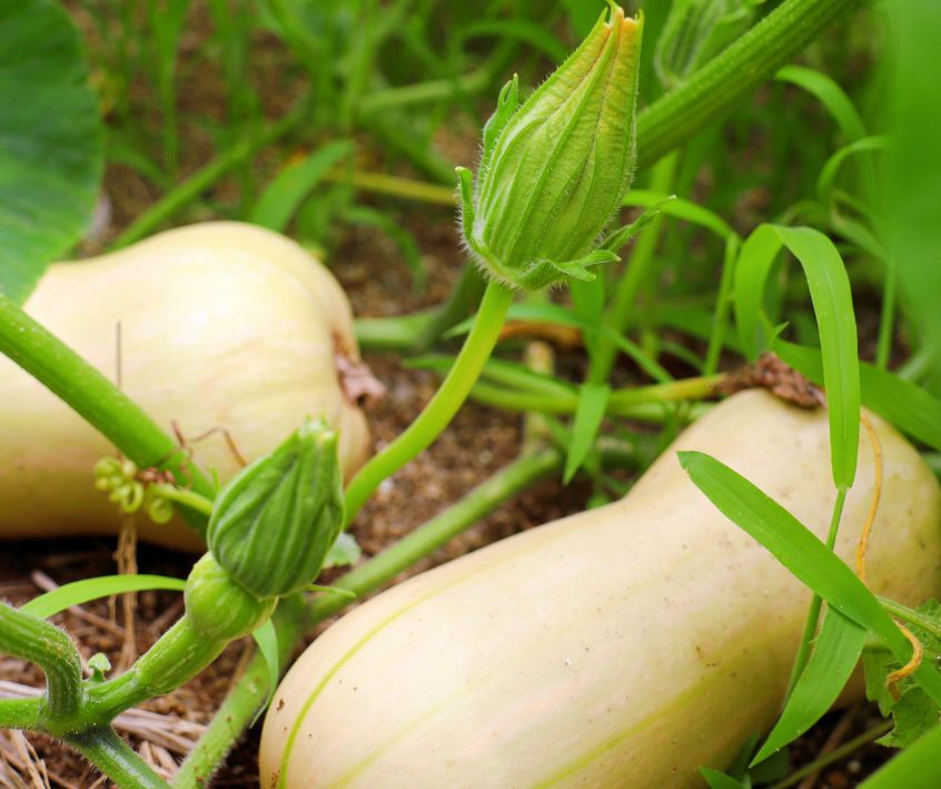 Butternut squash plant with blossoms and fruit.