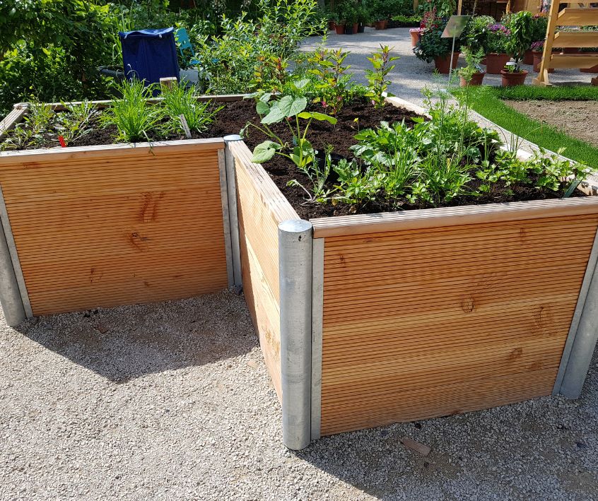 Corner raised garden bed with young vegetable and herb plants growing in it.