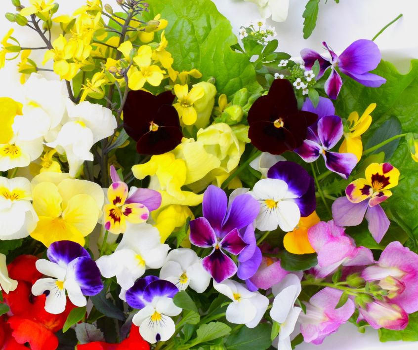 A mix of bright edible flowers on a plate.