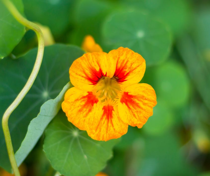 Orange nasturtiums edible flowers and leaves growing in a garden.