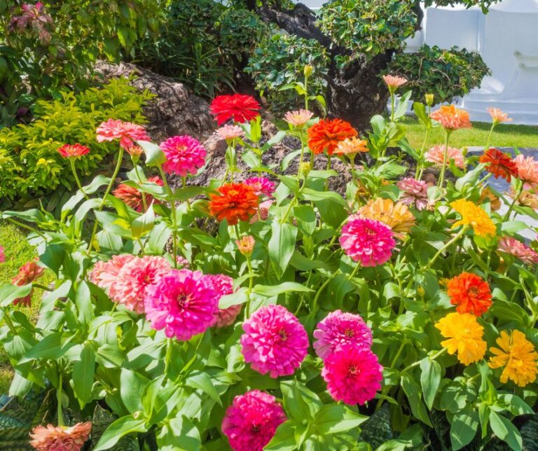 Summer zinnia flower garden patch of pink, red, and yellow.
