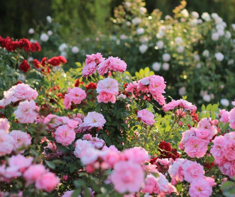 Beautiful Summer Rose Garden in Bloom.