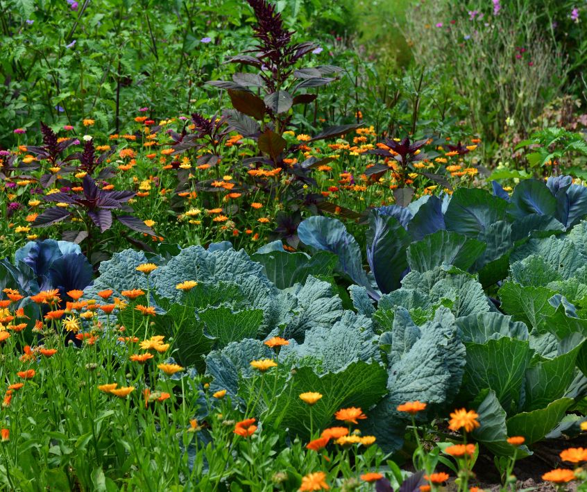 Calendula flowers growing with garden green and herbs in a backyard forest garden.