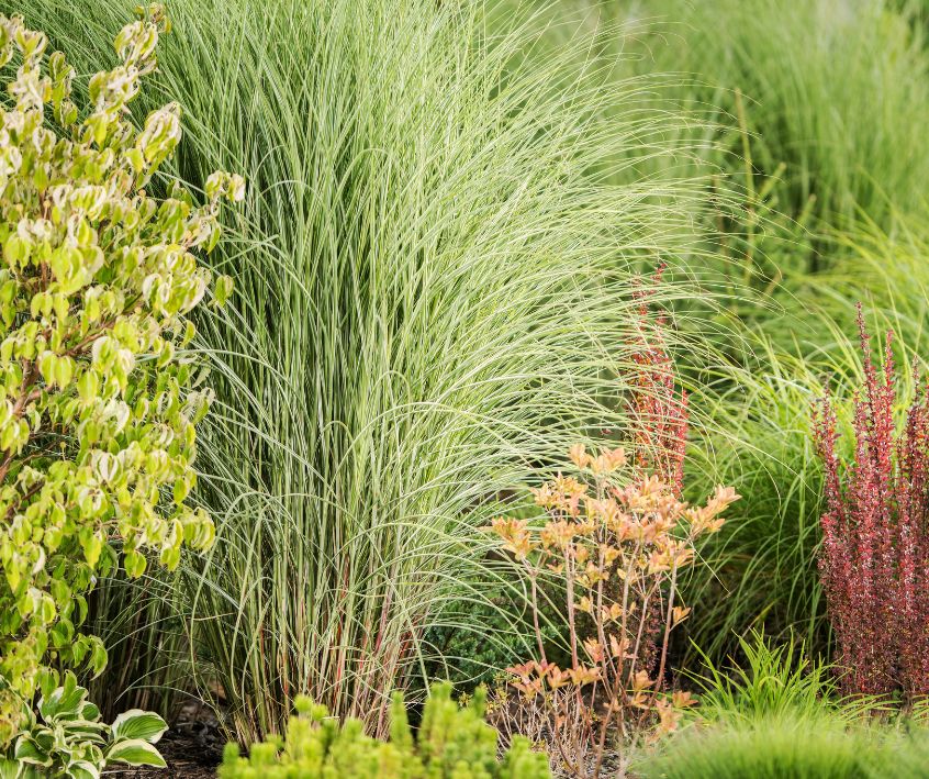 Backyard landscaping featuring tall stands of ornamental grasses.