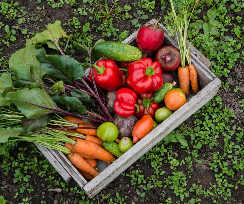 A wooden box filled a garden harvest of vegetables.