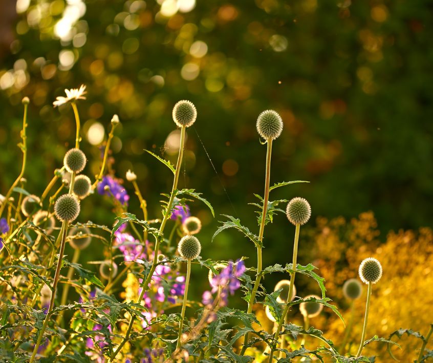 Late summer garden flowers with blooms and seed heads.