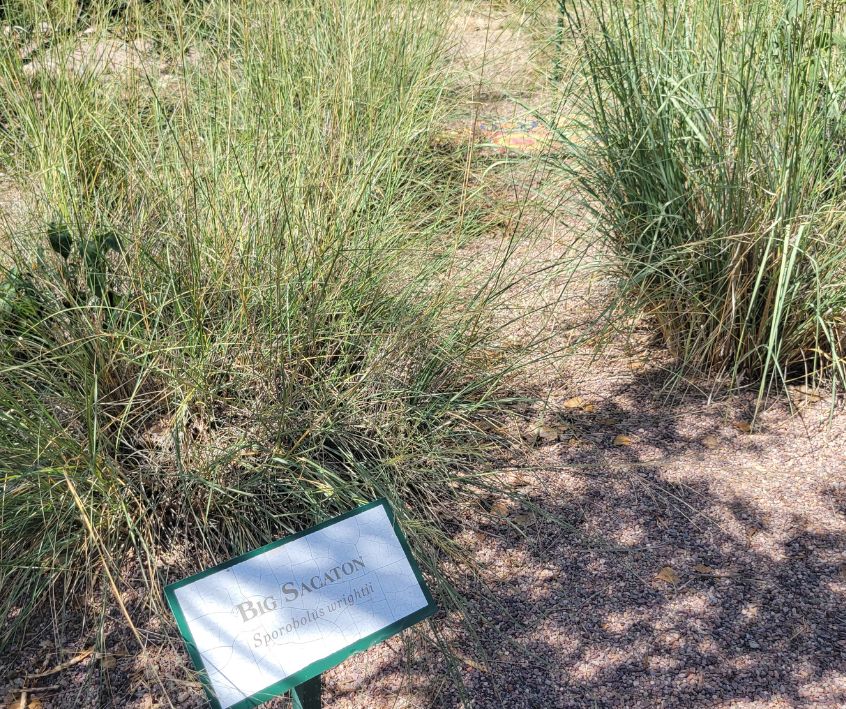 Sporoblus wrightii plants growing in a desert botanical garden.