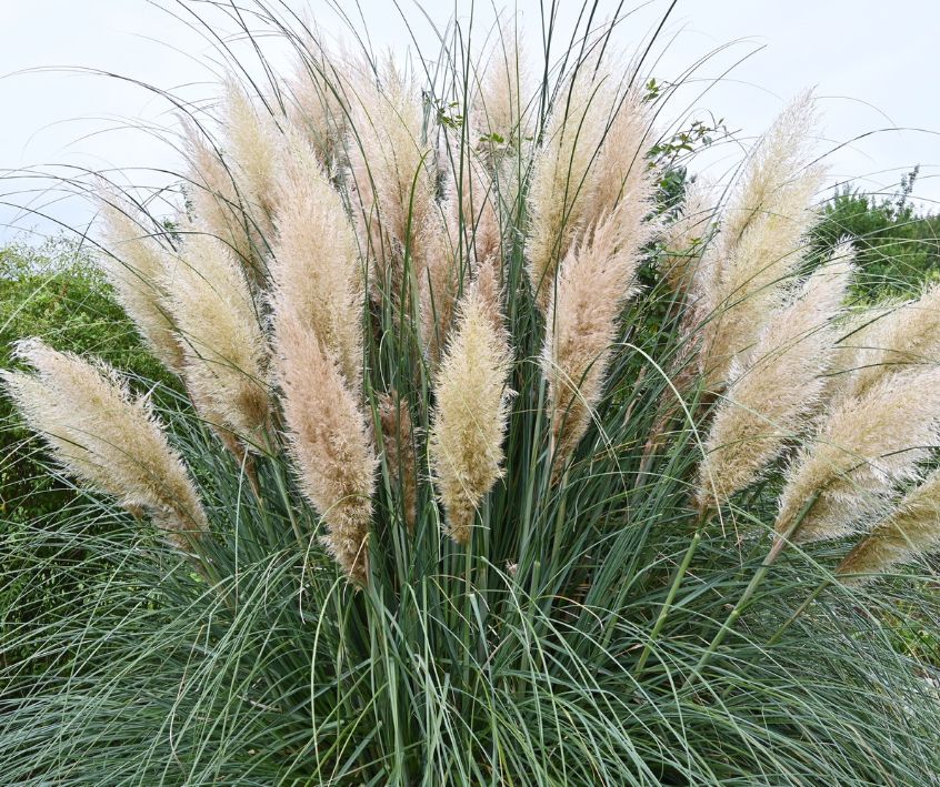 A large healthy green Pampas Grass plant with many tan seed fronds.