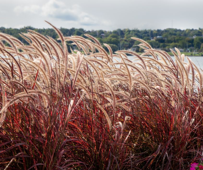 A stand of red ornamental grass forming a soft privacy screen.