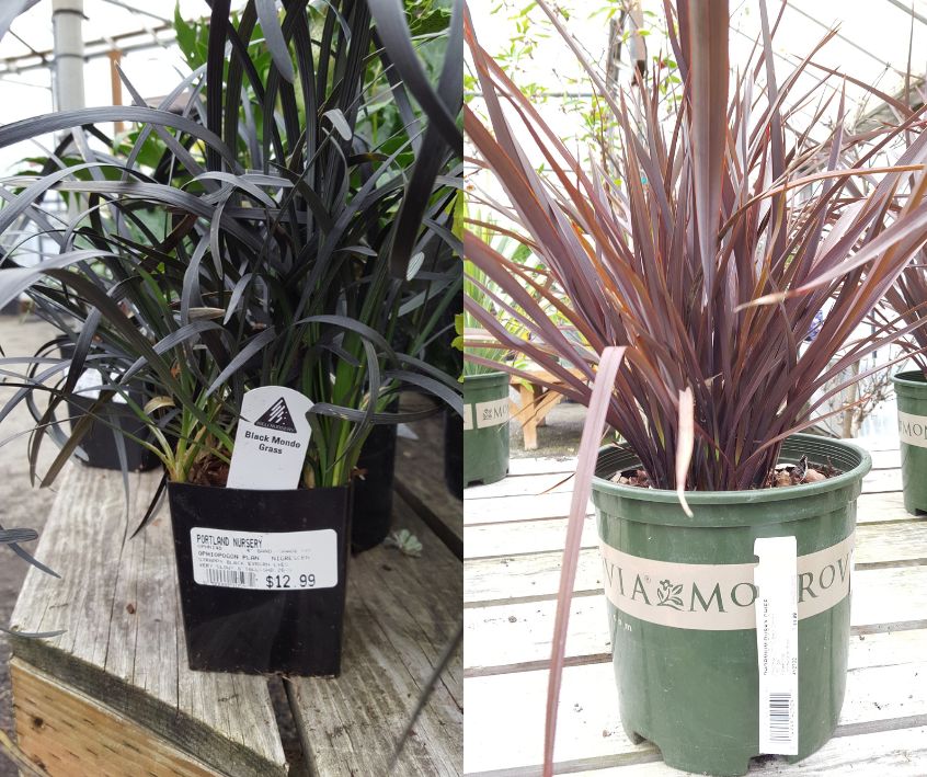 Red and black mondo grass in nursery pots.