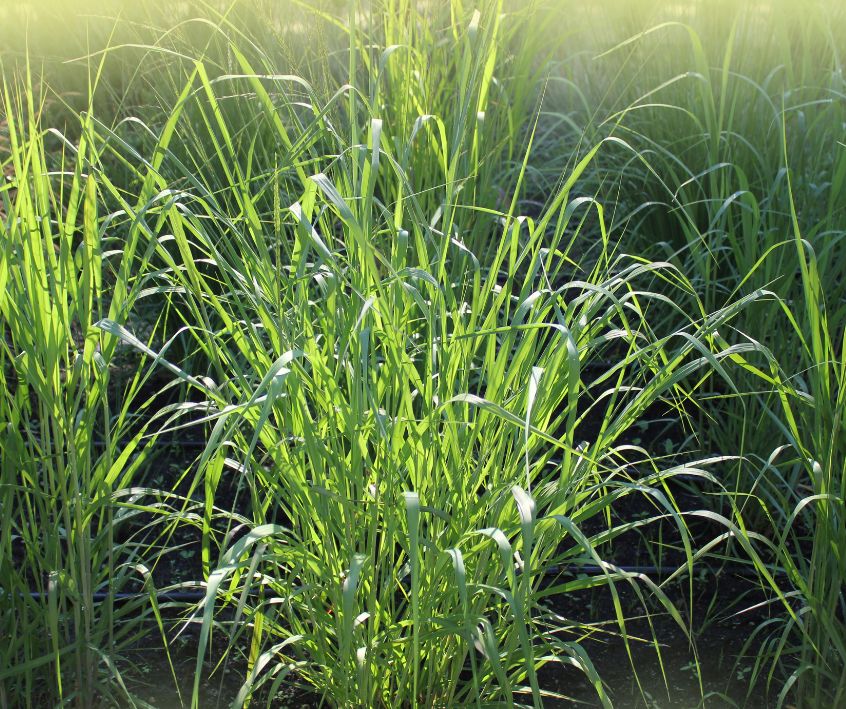 Large bright green clumps of native Switchgrass plants.