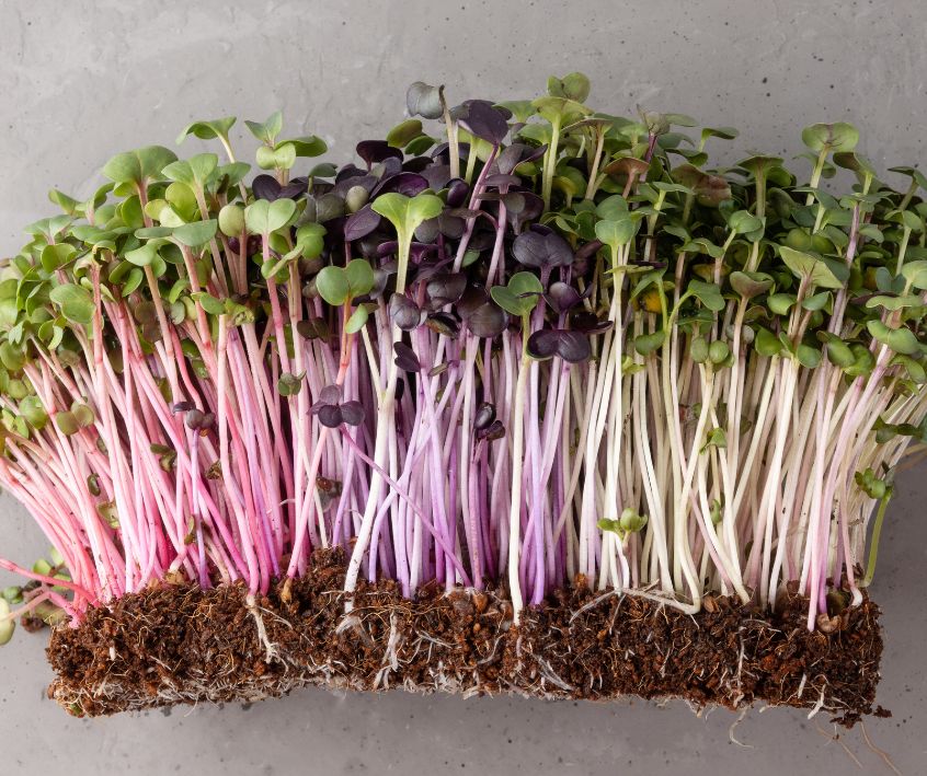 Pink, purple and white radish microgreens growing out of coconut coir.