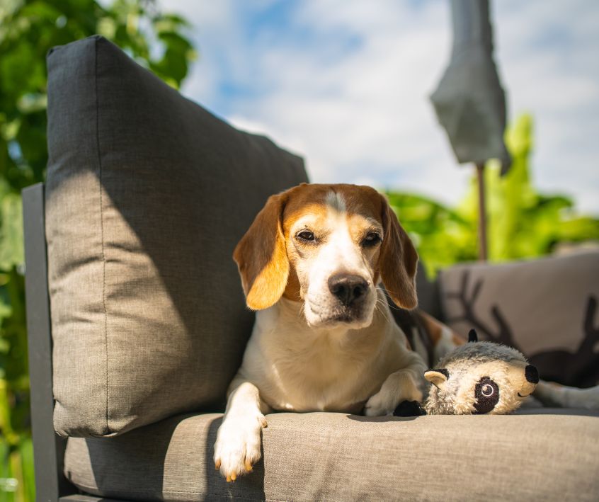 A beagle dog relaxing on outdoor patio furniture.