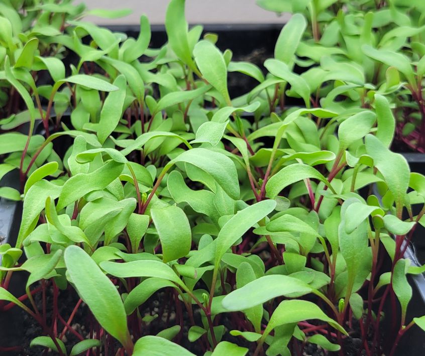 A tray of red and green beet microgreens growing indoors.