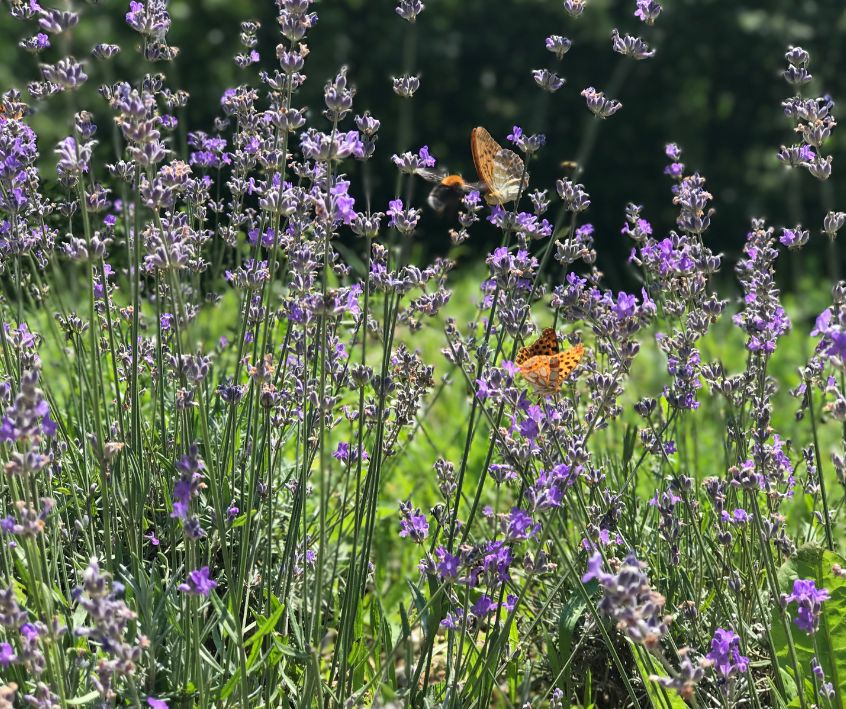 Two butterflies on purple flowers in a garden.