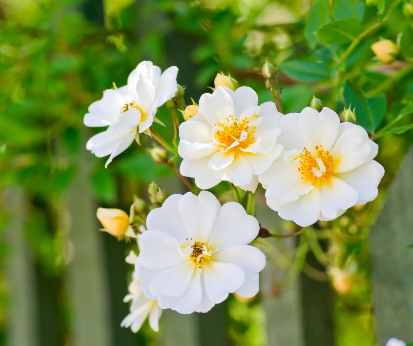 White simple climbing rose flowers.