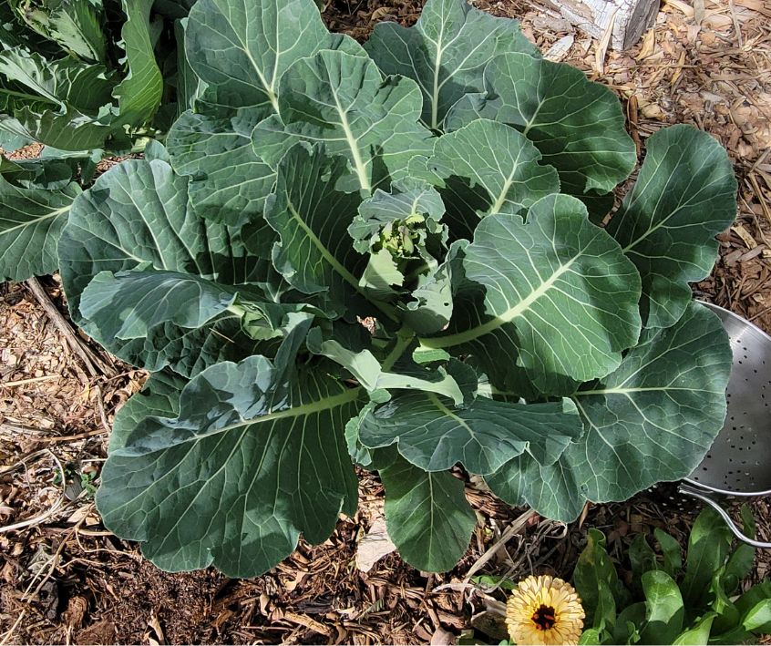 Large collard green plants next to yellow calendula flowers in bloom and a colander.