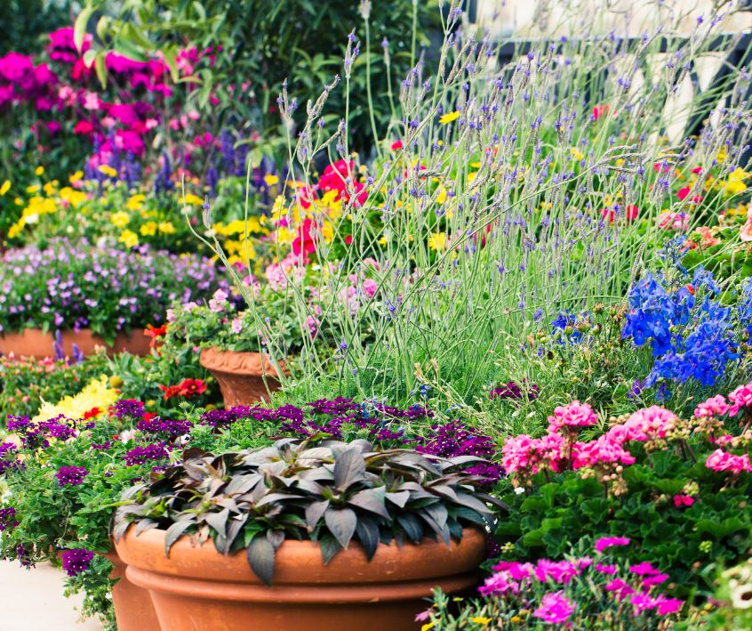 Cottage garden style container flower garden full of bright flowers.