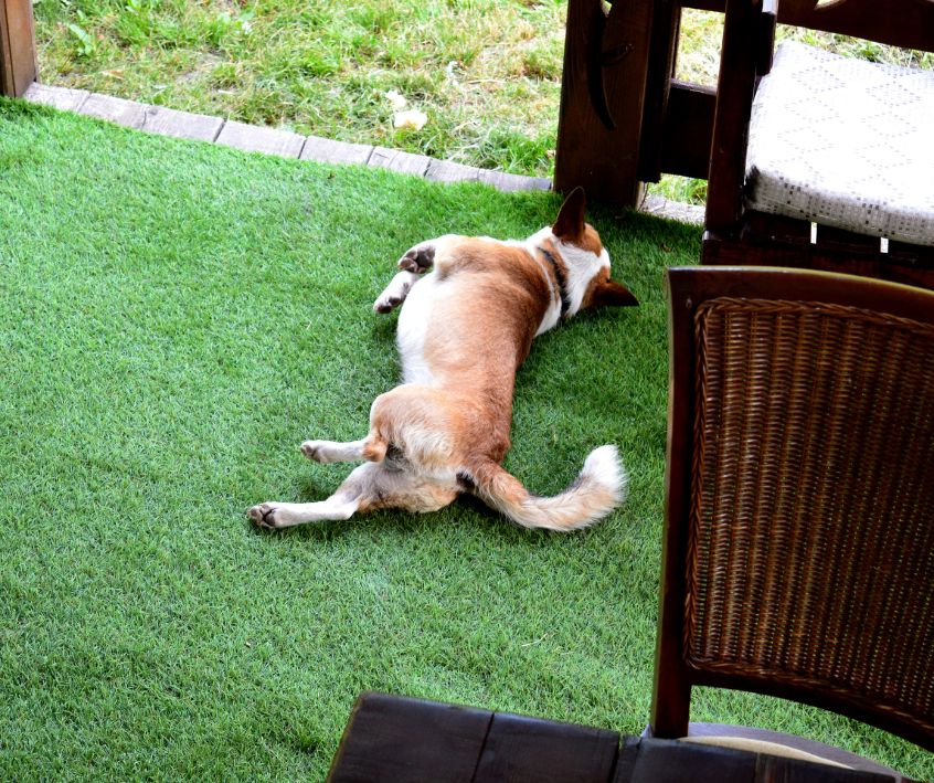 A small brown and white dog stretching out on green faux grass on a patio.