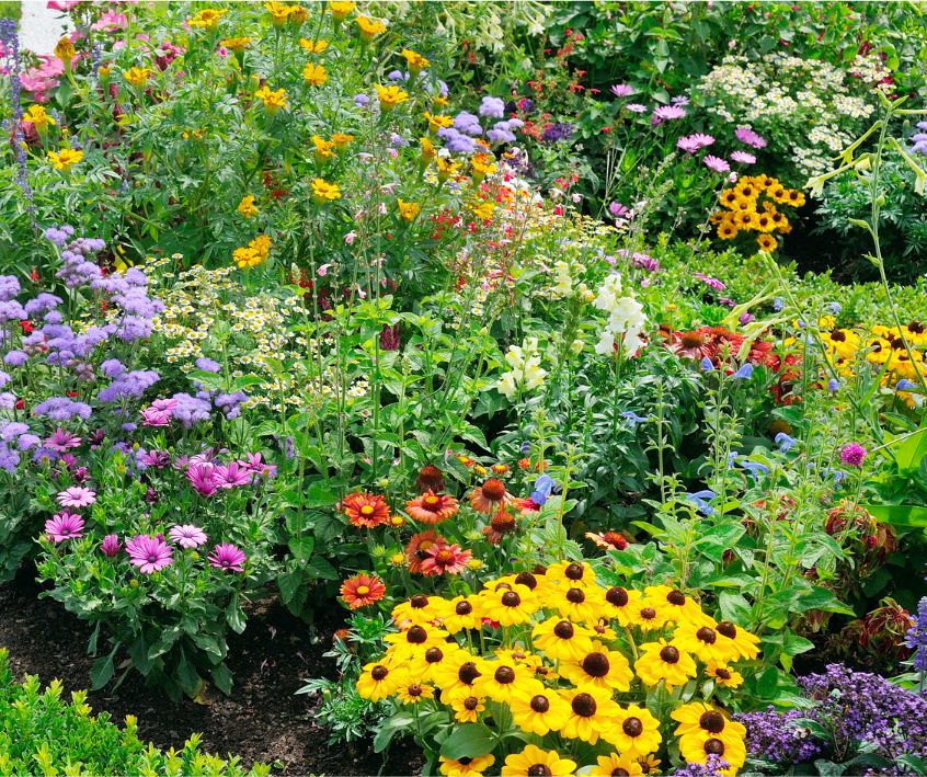 A colorful mix of flowers in a backyard garden.
