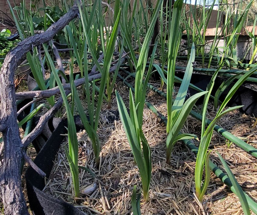 Garlic growing in a garden bed.