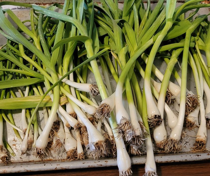Freshly harvested green garlic on a metal baking dish.